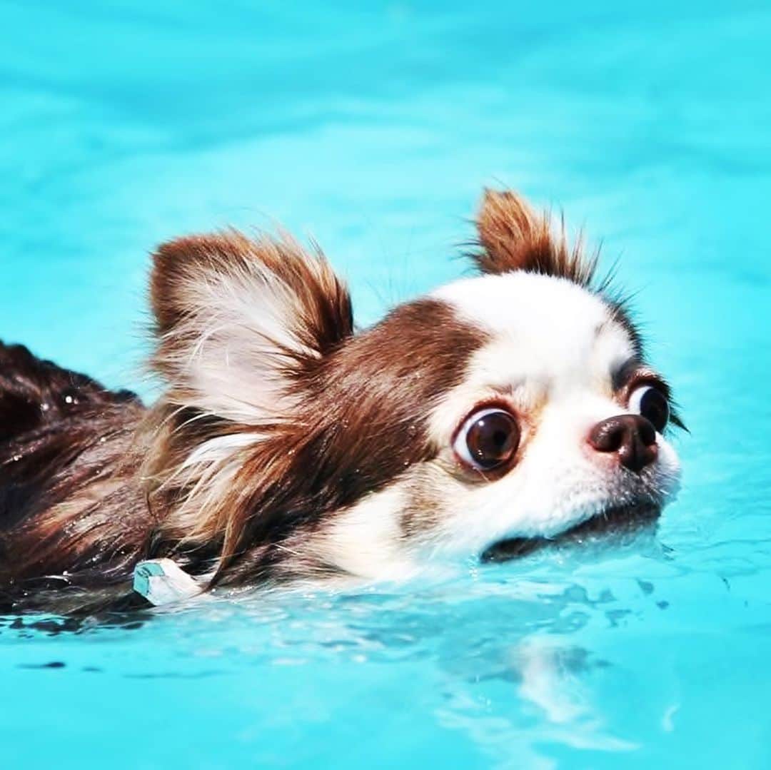 犬小屋??さんのインスタグラム写真 - (犬小屋??Instagram)「せれびん7歳の夏休み 2枚目もみてね😊 #せれすたぐらむ  #ちわわ  #犬小屋 #チワワ  #canon #swimdog  #想い出 #プール #チワワlove  #chihuahua  #dogstagram」8月24日 11時30分 - tiwa1109