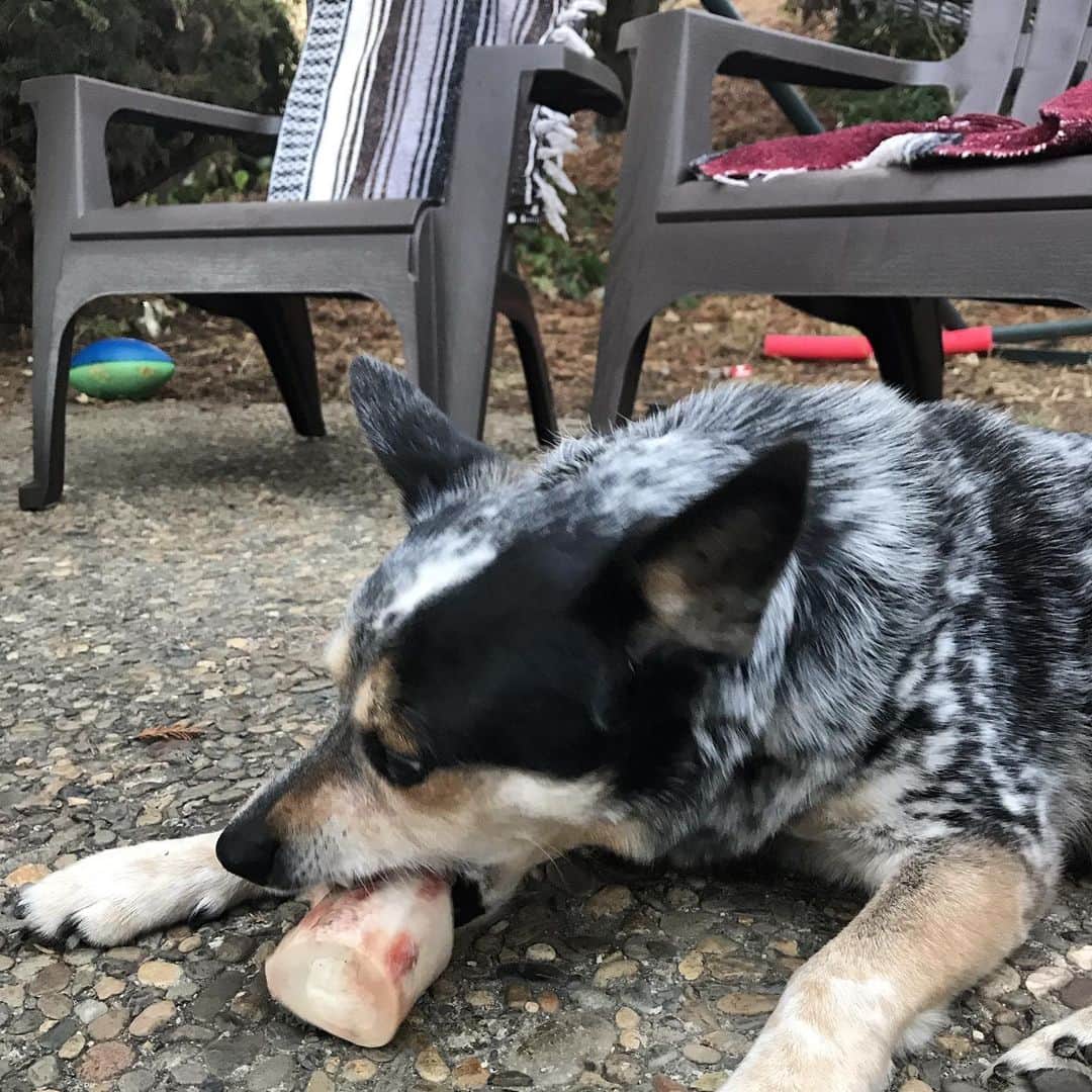 Dogs by Ginaのインスタグラム：「RELAX its Friday! Stop by the shop and grab your furend an epic treat this weekend. Local marrow bones from @sonomabeef We’ll be open tonorrow from 9-5 🤙🏼🐾」