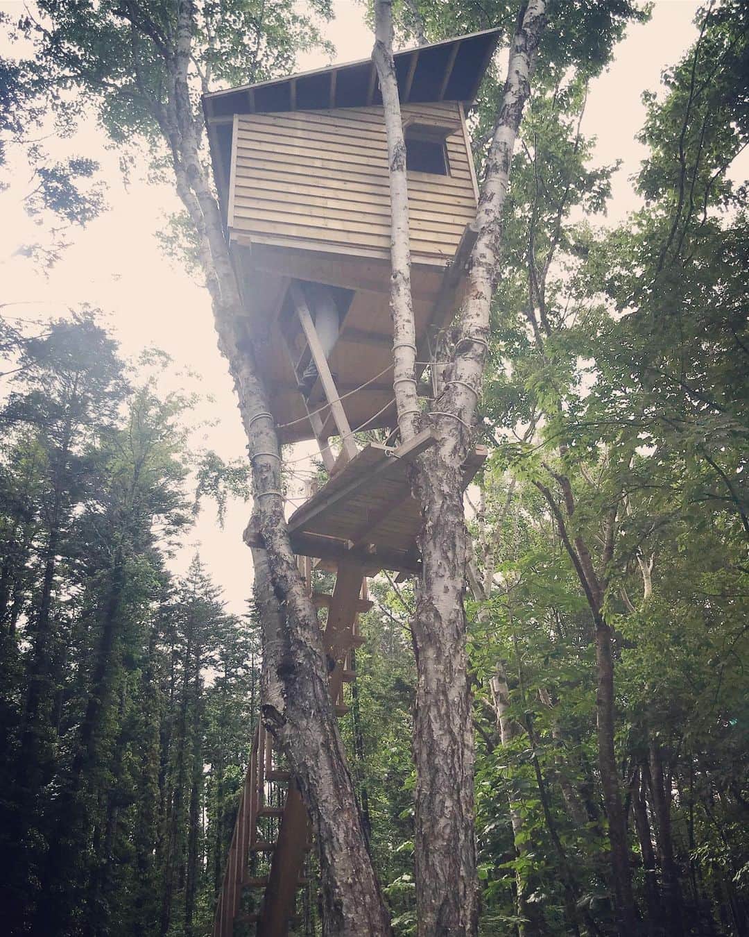 伊藤裕子さんのインスタグラム写真 伊藤裕子instagram 山の中 木の上にあるツリーハウス 北海道の知人が １人で作ったもの なんて素敵なの 近くの木を倒して ツリーに立て掛け チェンソーで切れ込みを入れて板を置きつける それに登って また切れ込みを