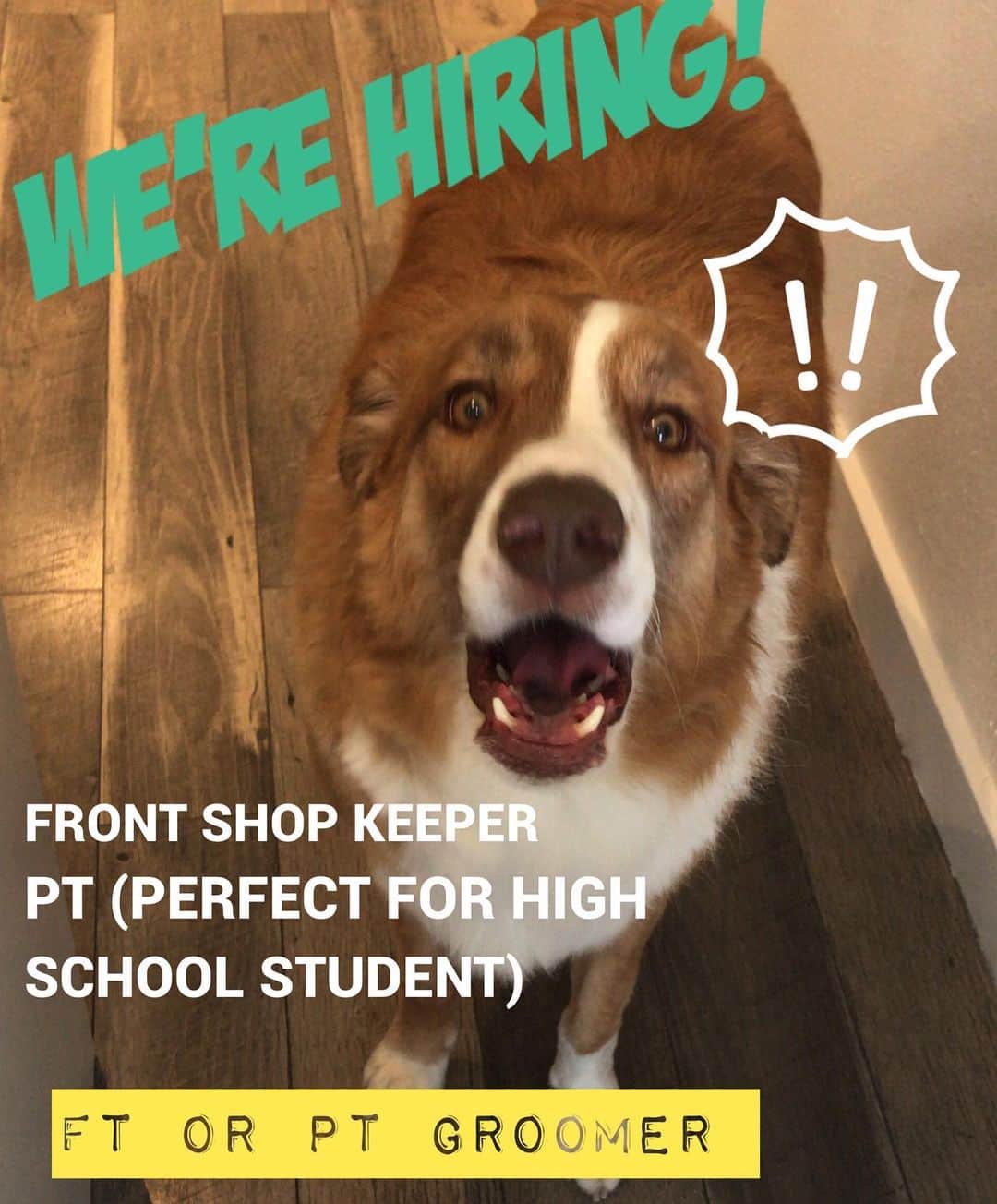 Dogs by Ginaのインスタグラム：「Email dogsbygina@gmail.com  #napavalley #napahighschool #napahigh」