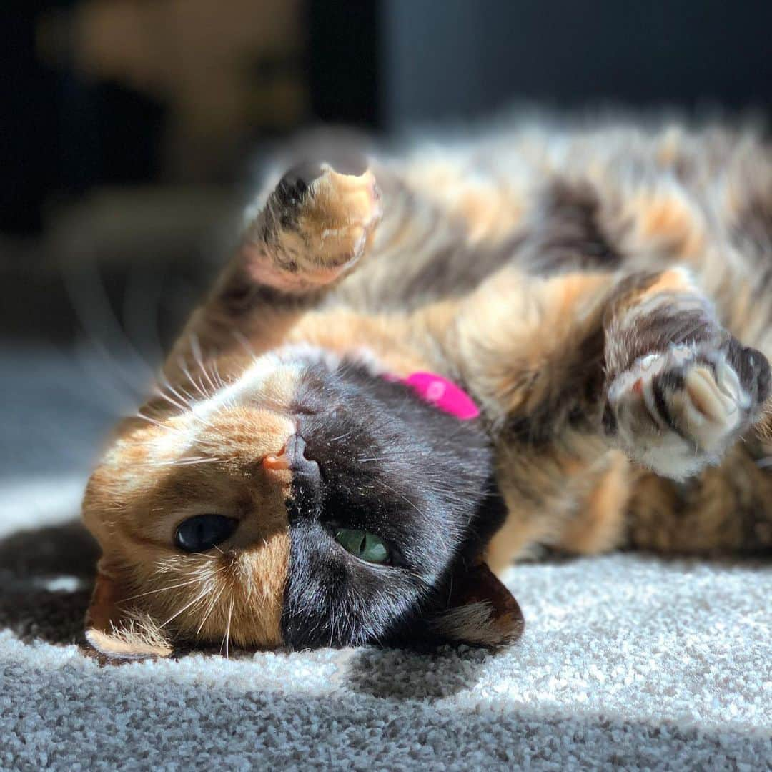 Venus Cat さんのインスタグラム写真 - (Venus Cat Instagram)「Friday vibe! 😺🐾 #friday #tgif #portraitmode」8月24日 3時33分 - venustwofacecat