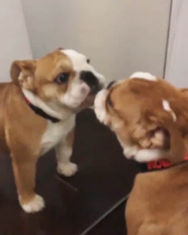 Bodhi & Butters & Bubbahのインスタグラム：「Give yourself a little love today (and everyday) because you are worth it! . . . . . #bulldog #selflove #love #positivevibes #friday #weekend #dogsofinstagram @itmepepperoni」