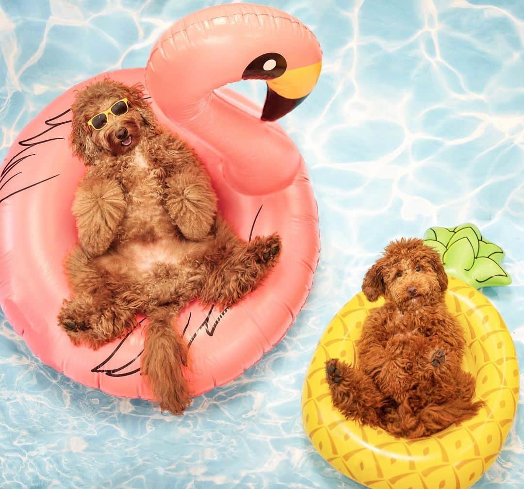 DogsOf Instagramのインスタグラム：「“Hello, weekend 😎☀️” writes @oliverthegoldendoodle  #dogsofinstagram」
