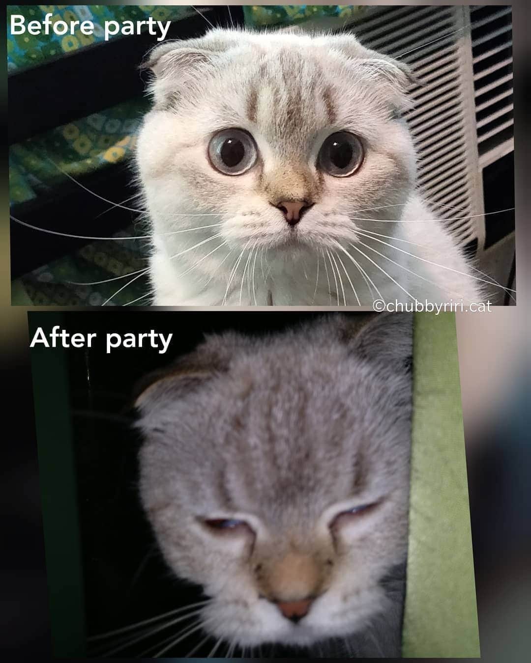 Aww Clubさんのインスタグラム写真 - (Aww ClubInstagram)「Party animal⠀ ⠀ 📷@chubbyriri.cat⠀ ⠀ #meowed #chubbyriri #ScottishFold #riri」8月24日 6時00分 - meowed