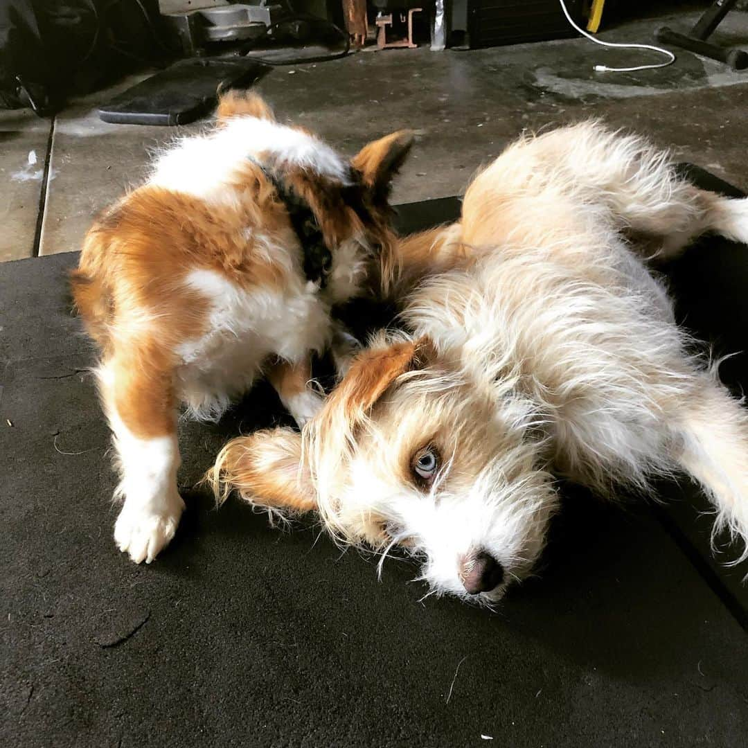 シーマス・デヴァーさんのインスタグラム写真 - (シーマス・デヴァーInstagram)「Me trying to do some Pilates whilst being invaded by the Blue Crew.」8月24日 6時10分 - seamuspatrickdever