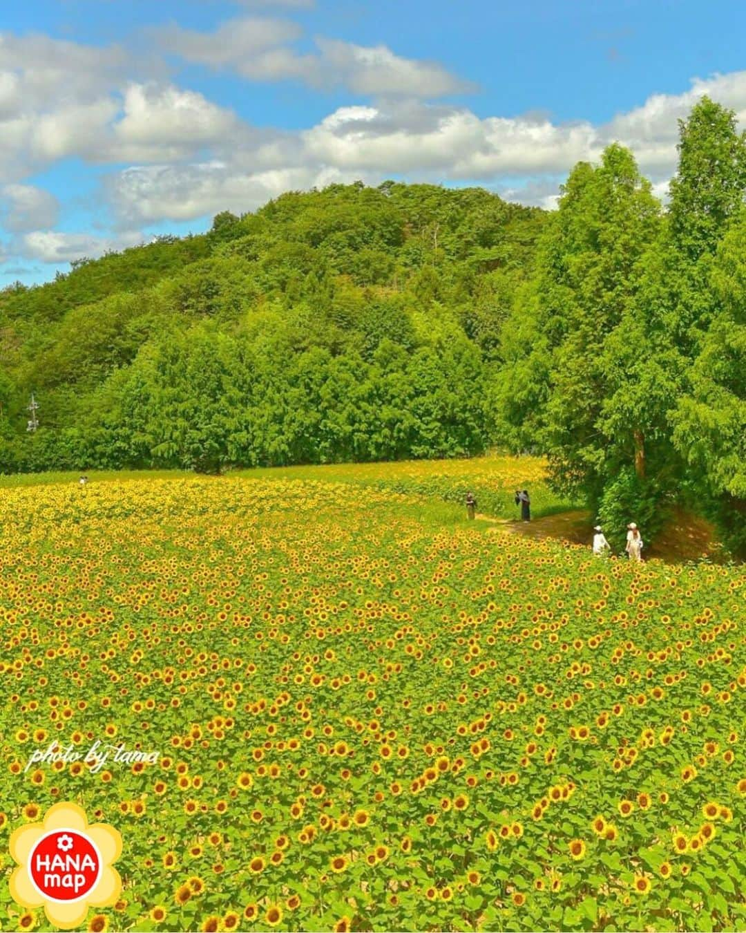 はなまっぷ❁日本の花風景のインスタグラム