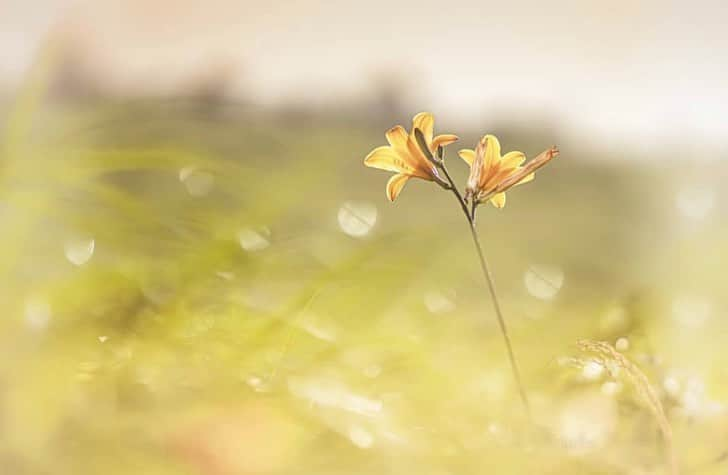 はなまっぷ❁日本の花風景さんのインスタグラム写真 - (はなまっぷ❁日本の花風景Instagram)「🌻🌺はなまっぷの夏まつり🌺🌻 * @miyako_koumura さんの 夏の花々に花まるを💮 * 暑さに負けずに咲き誇る素敵な夏の花々をありがとうございます😊🌺 * 🌈•••🌺•••🌻•••🌺•••🌻•••🌺•••🌈 * 🌺はなまっぷの夏まつり🌺 〜8/31まで #はなまっぷ  のタグの中から、夏のお花のお写真をご紹介させていただきます。期間中はランダムに、複数枚投稿でもご紹介させていただく場合がございます。 * #夏#日本#花#ジニア#百日草 * 🌈•••🌺•••🌻•••🌺•••🌻•••🌺•••🌈 *」8月24日 6時16分 - hanamap