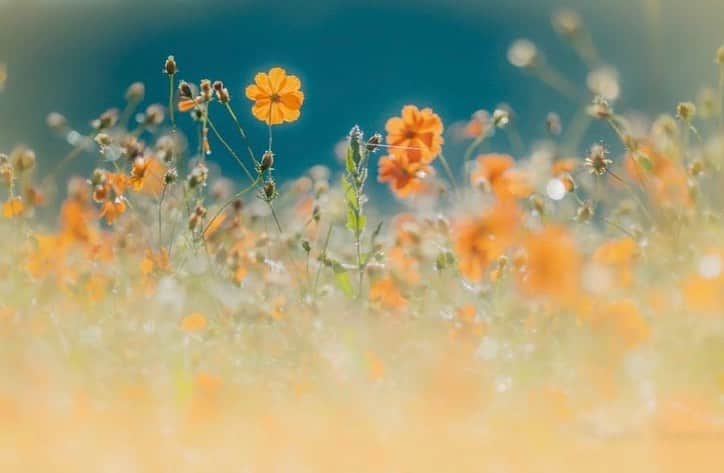 はなまっぷ❁日本の花風景さんのインスタグラム写真 - (はなまっぷ❁日本の花風景Instagram)「🌻🌺はなまっぷの夏まつり🌺🌻 * @miyako_koumura さんの 夏の花々に花まるを💮 * 暑さに負けずに咲き誇る素敵な夏の花々をありがとうございます😊🌺 * 🌈•••🌺•••🌻•••🌺•••🌻•••🌺•••🌈 * 🌺はなまっぷの夏まつり🌺 〜8/31まで #はなまっぷ  のタグの中から、夏のお花のお写真をご紹介させていただきます。期間中はランダムに、複数枚投稿でもご紹介させていただく場合がございます。 * #夏#日本#花#ジニア#百日草 * 🌈•••🌺•••🌻•••🌺•••🌻•••🌺•••🌈 *」8月24日 6時16分 - hanamap