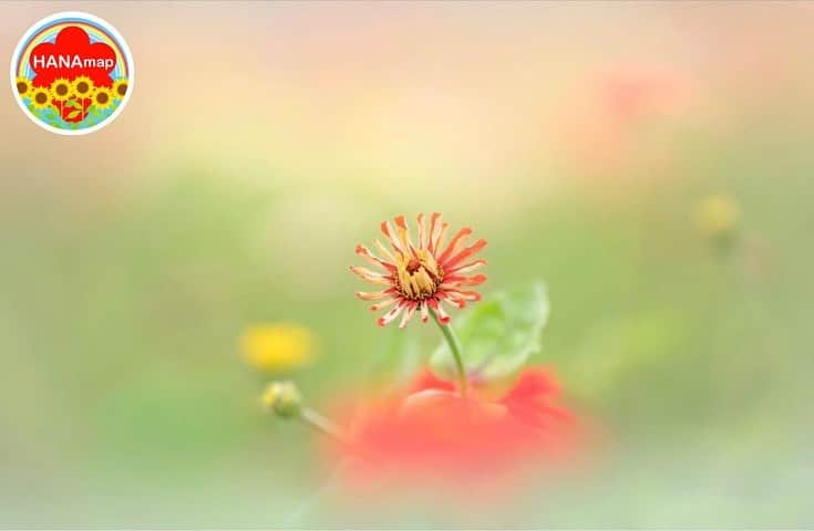 はなまっぷ❁日本の花風景さんのインスタグラム写真 - (はなまっぷ❁日本の花風景Instagram)「🌻🌺はなまっぷの夏まつり🌺🌻 * @miyako_koumura さんの 夏の花々に花まるを💮 * 暑さに負けずに咲き誇る素敵な夏の花々をありがとうございます😊🌺 * 🌈•••🌺•••🌻•••🌺•••🌻•••🌺•••🌈 * 🌺はなまっぷの夏まつり🌺 〜8/31まで #はなまっぷ  のタグの中から、夏のお花のお写真をご紹介させていただきます。期間中はランダムに、複数枚投稿でもご紹介させていただく場合がございます。 * #夏#日本#花#ジニア#百日草 * 🌈•••🌺•••🌻•••🌺•••🌻•••🌺•••🌈 *」8月24日 6時16分 - hanamap