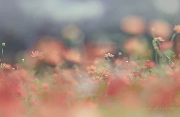 はなまっぷ❁日本の花風景さんのインスタグラム写真 - (はなまっぷ❁日本の花風景Instagram)「🌻🌺はなまっぷの夏まつり🌺🌻 * @miyako_koumura さんの 夏の花々に花まるを💮 * 暑さに負けずに咲き誇る素敵な夏の花々をありがとうございます😊🌺 * 🌈•••🌺•••🌻•••🌺•••🌻•••🌺•••🌈 * 🌺はなまっぷの夏まつり🌺 〜8/31まで #はなまっぷ  のタグの中から、夏のお花のお写真をご紹介させていただきます。期間中はランダムに、複数枚投稿でもご紹介させていただく場合がございます。 * #夏#日本#花#ジニア#百日草 * 🌈•••🌺•••🌻•••🌺•••🌻•••🌺•••🌈 *」8月24日 6時16分 - hanamap