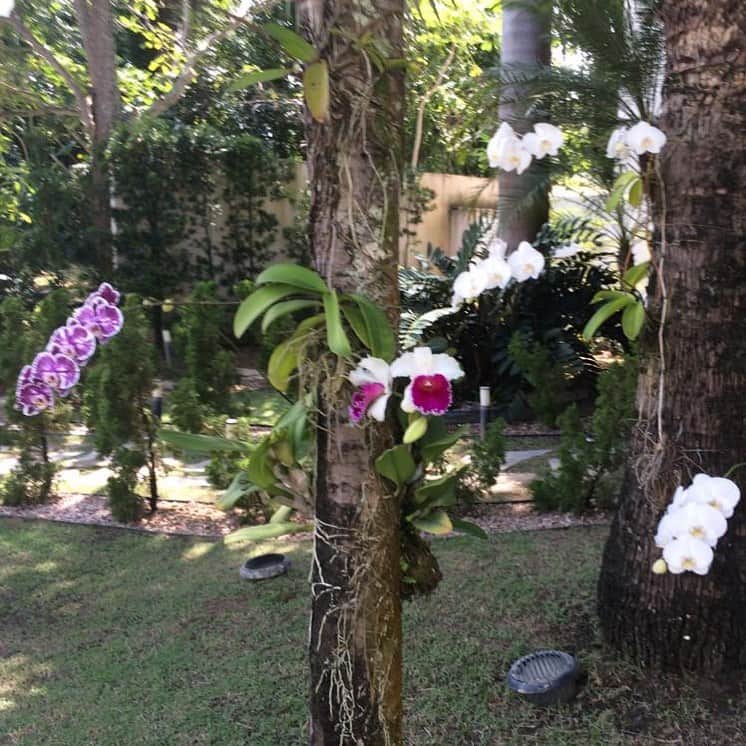 Claudia Leitteのインスタグラム：「“Há flores por todos os lados, há flores em tudo o que vejo...” 🌸#Bela recebendo tantas flores! As orquídeas estão no jardim de nossa casa. Só Deus sabe o que sinto agora! Muito obrigada a todos os meus amigos, fãs, familiares... 😭😭😭」