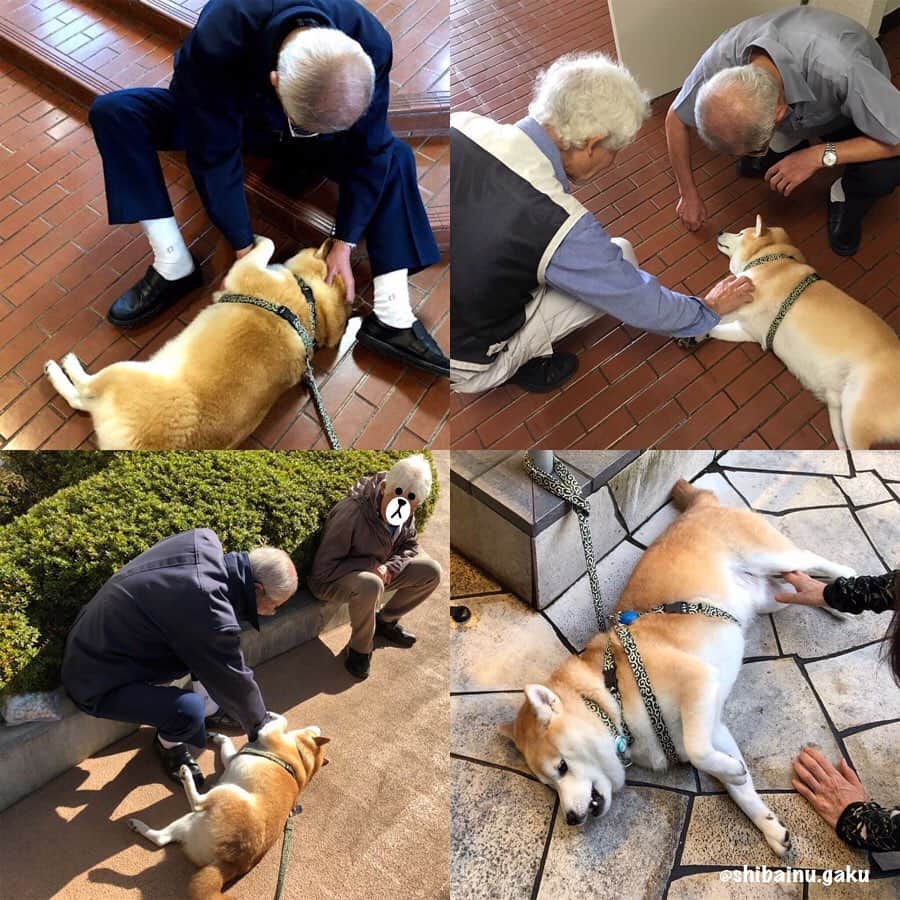 Kazumi-Gakumamaさんのインスタグラム写真 - (Kazumi-GakumamaInstagram)「別の犬に生まれ変わったベイリーは、飼い主のイーサンにベイリーだということを分かって貰う為、自分の尻尾を噛むくせを見せてアピールし見事成功➰👍 *  もし岳が生まれ変わっても、なでなでするとすぐ横になったり、広い芝生の公園で気持ちが良いとつい人目をはばからずへそ天して固まるくせで岳だということが一目瞭然‼︎ *  ①②近所の芝生がキレイな公園で気持ち良さそうにへそ天する岳🐕 *  ③去年、愛犬の白柴ちゃんを亡くしたお父さんに毎朝散歩途中でなでなでして貰う岳🐕 脇道でもどこでもお構いなしに横になっちゃいます🤣 でも、この日はブルブルしたくてすぐに起きちゃったけど、いつもはずうっと横になりっぱなしです😅 *  ④マンションのエントランスでも外でも、パン屋さんで待っている時もこんな感じ😂 管理人さんは撫で方が上手なので、ついつい眠くなります😪 * * *  愛犬と飼い主が紡ぐ、極上の＜ラブ＞ストーリー「僕のワンダフル・ジャーニー」は、2019年9月13日(金)公開予定で~す📽 🐾----*----*----*----🐾 My pet dog Gaku habit lays down and sleeps as soon as he strokes a person🐕😅🤣😂😪 🐾----*----*----*----🐾 #柴犬 #岳 #柴犬岳 #柴犬ガク#gaku #shibainugaku #shiba #shibainu #shibastagram #いぬすたぐらむ  #pecoいぬ部  #pecotv #ふわもこ部 #ワンフルエンサー  #Hermosos  #僕のワンダフルジャーニー #ワンダフルわんこ #へそ天 #うらめ柴 #Spreadeagle #20190824」8月24日 7時14分 - shibainu.gaku