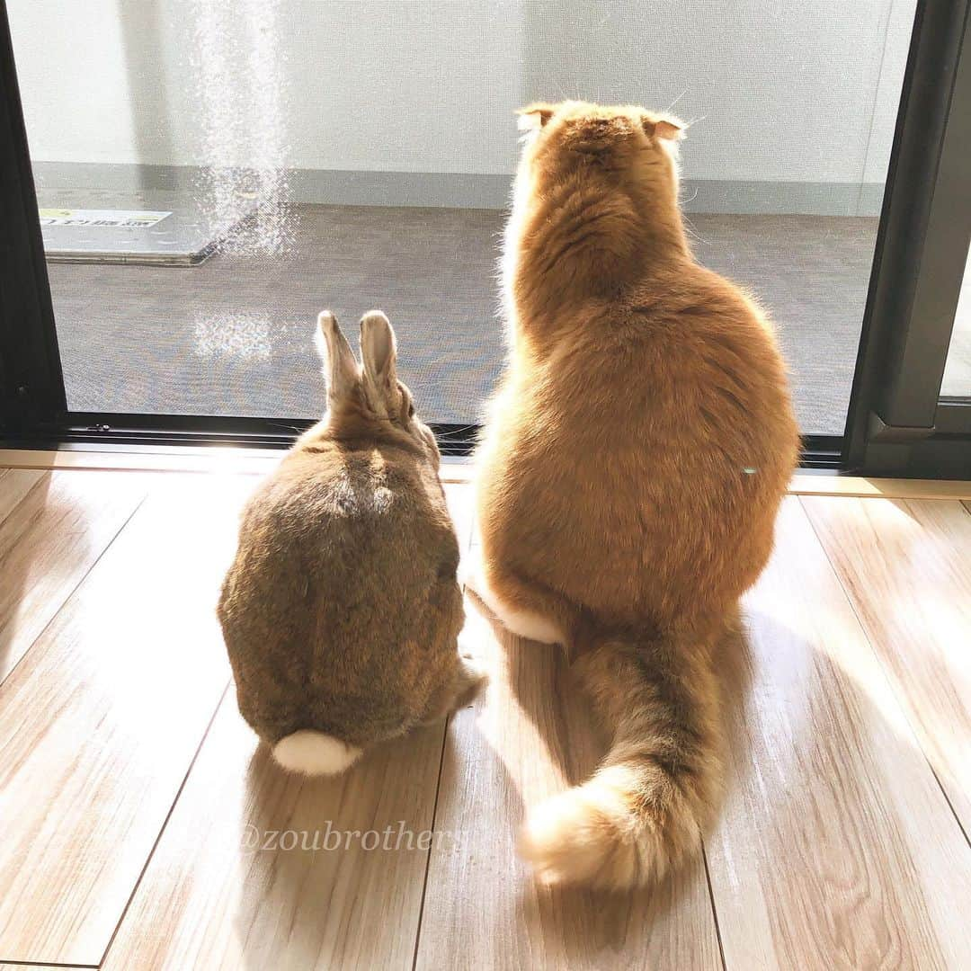 bunny & 2 catsさんのインスタグラム写真 - (bunny & 2 catsInstagram)「Good morning🐰🐱☀️ _ Shibazou🐰 and Enzou🐱 _ 🐾しばぞうさんげんきです🐰 _ #ねこ#猫#うさぎ#ネザーランドドワーフ#cats#cute#amazing#funny#cute#sippo#ねこのきもち #scottishfold#スコティッシュフォールド」8月24日 7時19分 - zoubrothers