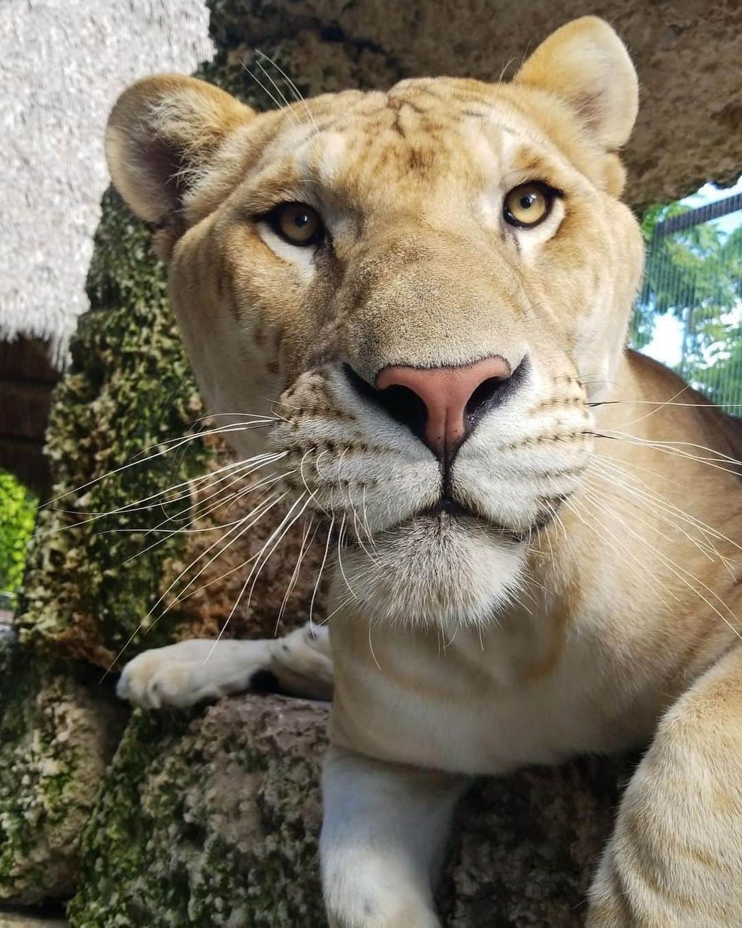 Zoological Wildlife Foundationさんのインスタグラム写真 - (Zoological Wildlife FoundationInstagram)「Zeus keeps growing but to us he’s still our special little boy 🐾❤️ #liger #zwfmiami #zwf #bigcat」8月24日 7時32分 - zwfmiami