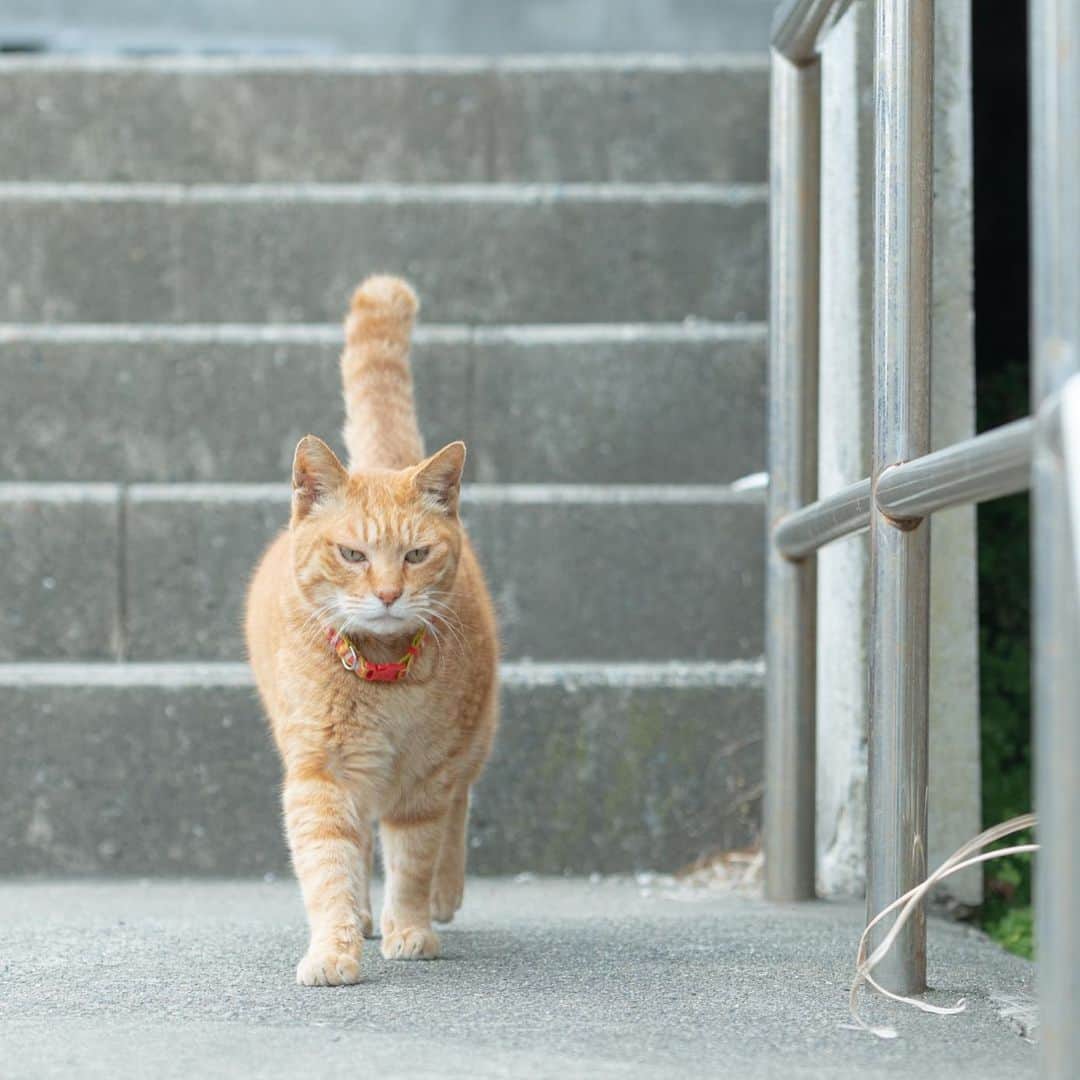 末吉 弦太さんのインスタグラム写真 - (末吉 弦太Instagram)「★写真展のお知らせ  大阪は梅田近くで開催される外猫をテーマにしたイベント「めざせ！ハピニャン」の中で写真を展示させていただく事になりました。  写真展のテーマはもちろん #僕らの居場所は言わにゃいで です。  個人的に是非一緒にやりたかった @samurai_neko さんも展示に参加されます。  チャリティーバザーなどの催しと併せて行うため、開催は1日だけとなりますが、初の関西展示なので今から楽しみです。  詳細は以下の通りです。  日程：2019年11月4日(月・祝日)  10:00〜16:00 会場：シェアスタジオ astratto 〒531-0073 大阪市北区本庄西1-6-14 「中崎町駅」徒歩たぶん5分くらい 入場料：500円  入場料や物販の売り上げは外猫のTNR活動などに活用されます。 (自分もフォトブックの販売をしますが交通費を差し引いて寄付します)  展示写真は全て新作。 フォトブックも新しいのを用意する…かも？」8月24日 7時51分 - gtx_777r