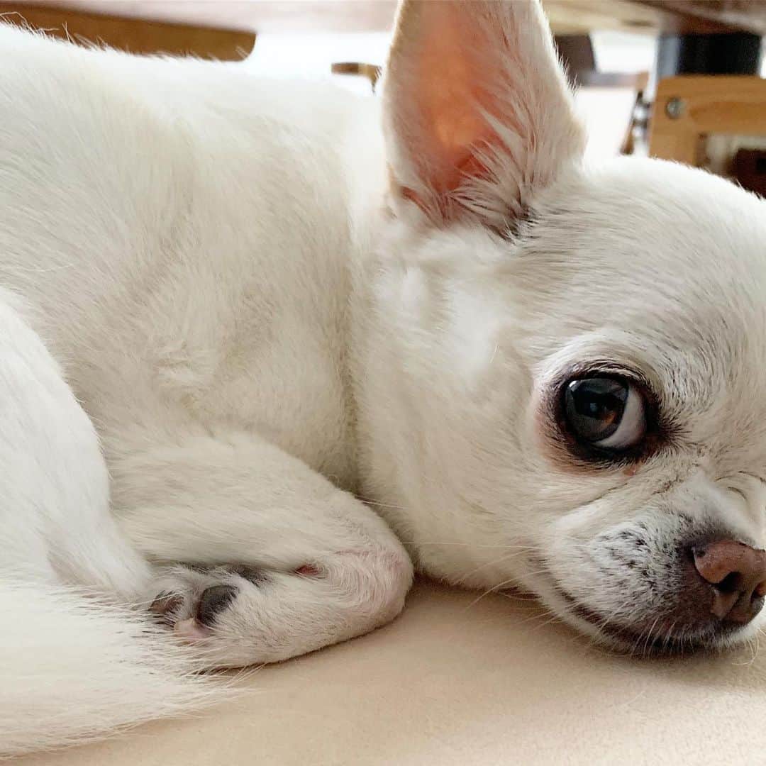 KORIKIのインスタグラム：「おはようございます♪ * #イジケモード #dogofsapporo #dog, #dogs, #dogstagram,#chihuahua,#犬バカ部,#チワワ,#koriki, #hanadog #白スムチ連合会, #スムチー,  #dogofthedayjp, #dogoftheday  #ilovemydog #instadog #instapet #WhiteChihuahua  #吉娃娃 #치와와  #dogsofinstagram #Chihuahualover  #チワワの輪 #barkbox #WhiteChihuahuaParty #もふもふモフモフ」