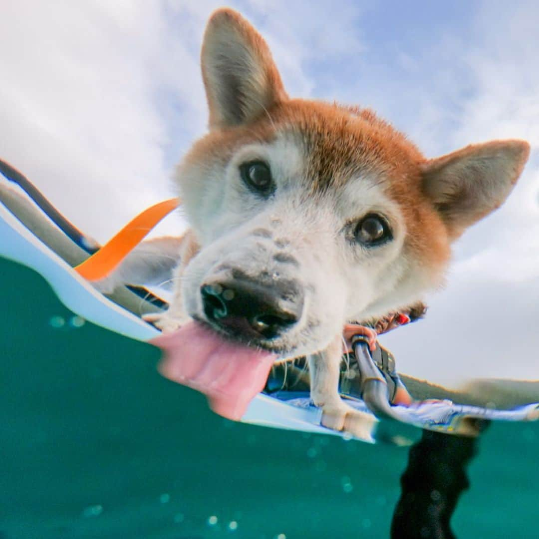 BlackRed shibasさんのインスタグラム写真 - (BlackRed shibasInstagram)「Be sure to stay hydrated. . @goprojp @gopro . . #GoProJP #neneandmusashi2019 #GoPro #ゴープロ #shiba #shibinu #柴犬 #しばいぬ #japan #gopropets #lovely #cute #goprodog #goproのある生活 #happy #goprodog #gopropets #otvadventures #besomedoggy #doggo #goprodogsquad #capturedifferent #柴犬ライフ #gopro7 #goprohero7black」8月24日 7時59分 - black_red_jp