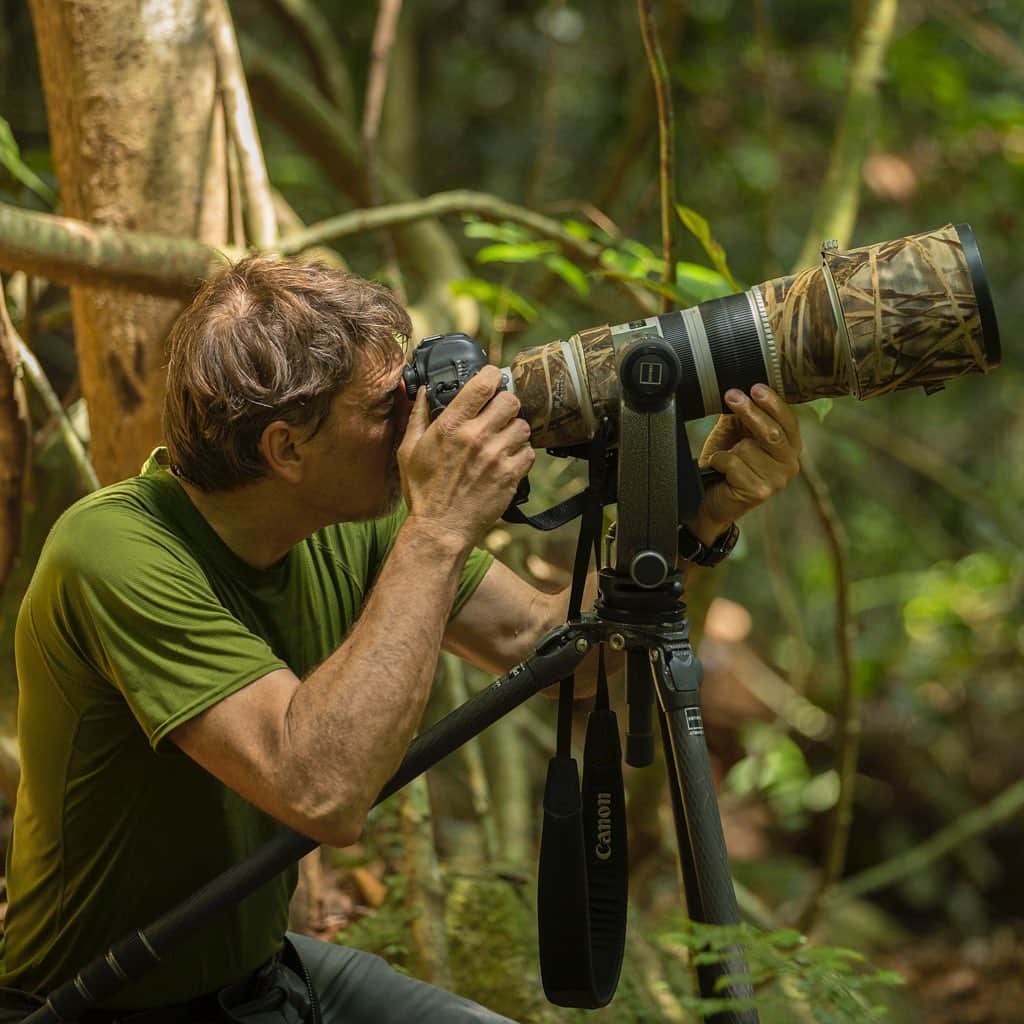 Tim Lamanさんのインスタグラム写真 - (Tim LamanInstagram)「How to photograph wild orangutans?  Follow them through the forest all day carrying your gear, and look for those moments when you have a clear view.  Set up quickly and try to shoot through the sweat-covered viewfinder.  Thanks @RussLaman for the photos as I followed the female Bornean Orangutan Walimah and her baby through the forest in #GunungPalungNationalPark earlier this month. Please follow and support @saveGPorangutans as we work with #GunungPalungNationalPark to protect #GunungPalung, one of the safe haven’s for the critically endangered Bornean Orangutans.  And stay tuned to @TimLaman for more new orangutan images from GP. #Borneo #WestKalimantan #Indonesia.  @GitzoInspires  #FramedonGitzo」8月24日 8時06分 - timlaman