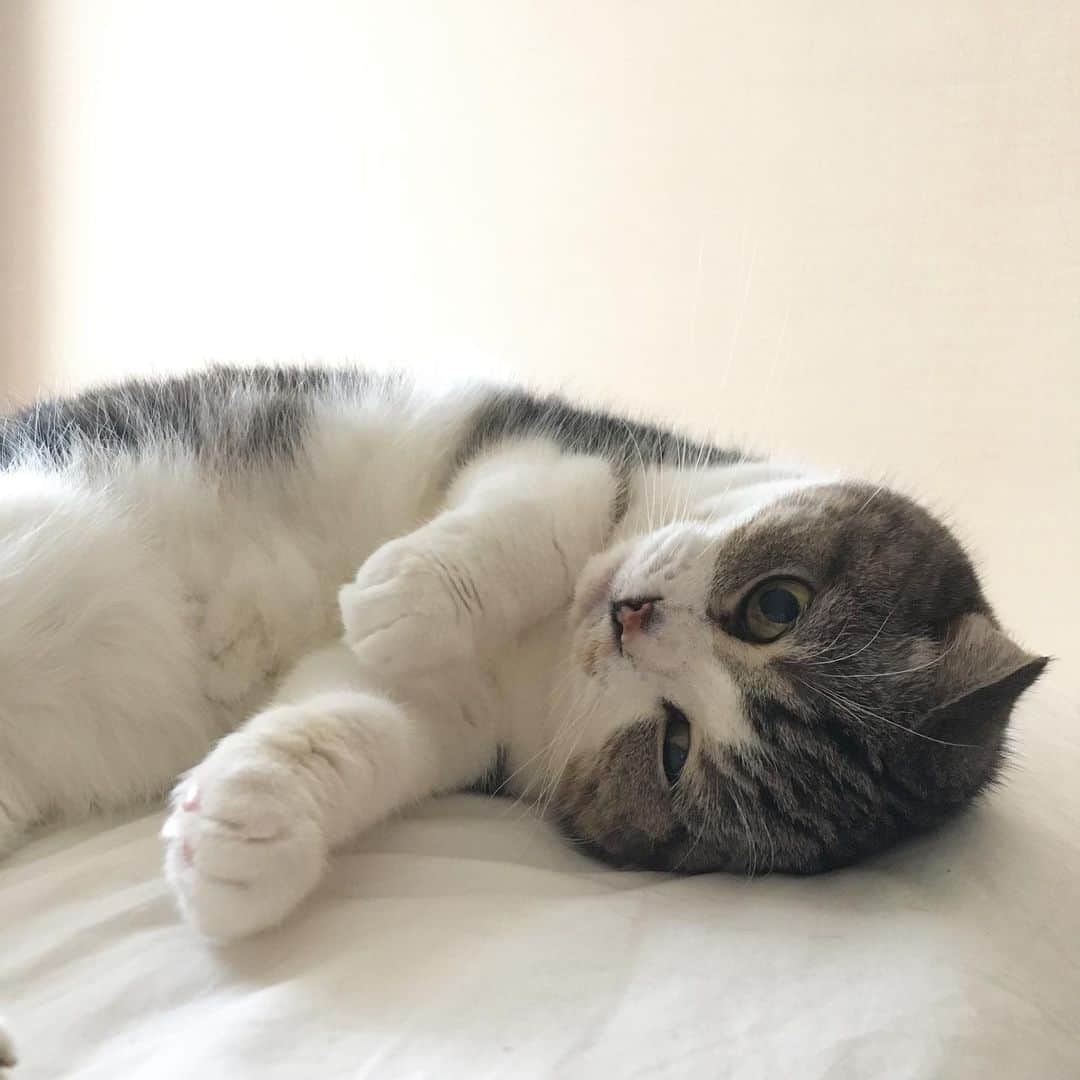 ミツバ&フックのインスタグラム：「いってきます #ilovecat」