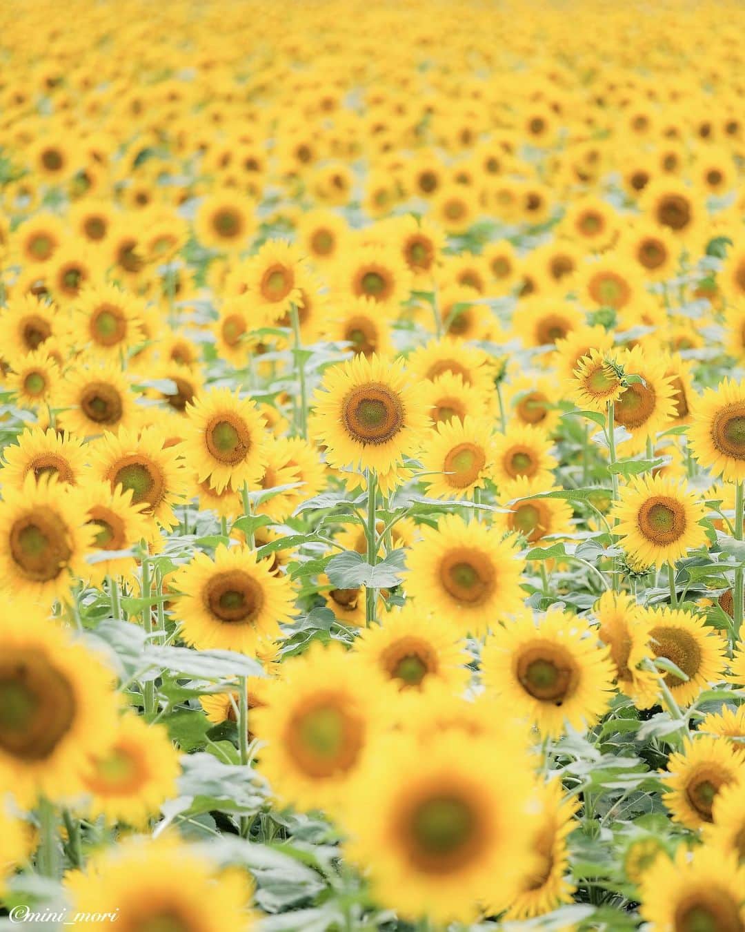 ☀もり、のインスタグラム
