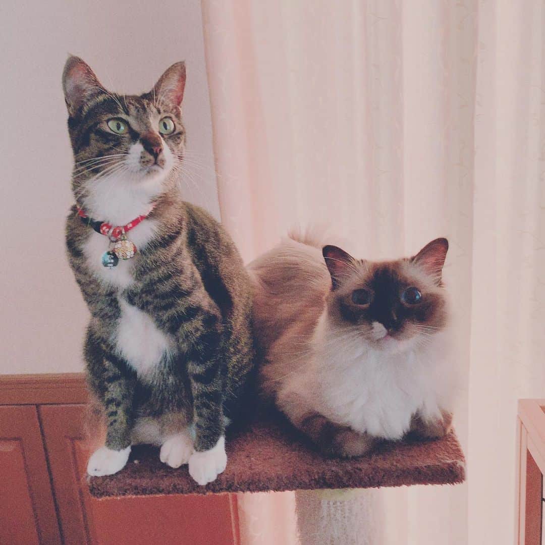 takegaeruのインスタグラム：「おはよう おふたりちゃん #cat #猫 #ragdoll #ラグドール #ホワイトポッチーズ #よもねこ #よもぎねこ #キジトラ #きじとら」