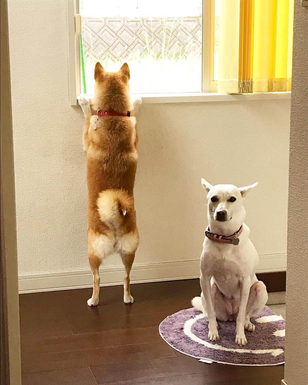 柴犬ハル&保護犬すずさんのインスタグラム写真 - (柴犬ハル&保護犬すずInstagram)「🏠 . 朝3時にうちわを破壊したのは トンコツのほうです🍜 . #テーブルに置いてたおかーしゃーんのせいです #わたしやってませんのハル #わたしは見てましたのすず #すずのゴリゴリ筋肉がきわだつ . #柴犬#祭り#kagoshima#dog#puppy#shibainu#shibastagram#いぬバカ部#family#鹿児島#赤柴#雑種#天文館#日本犬#保護犬を家族に#保護犬#元保護犬#家族」8月24日 9時24分 - haruharu040777