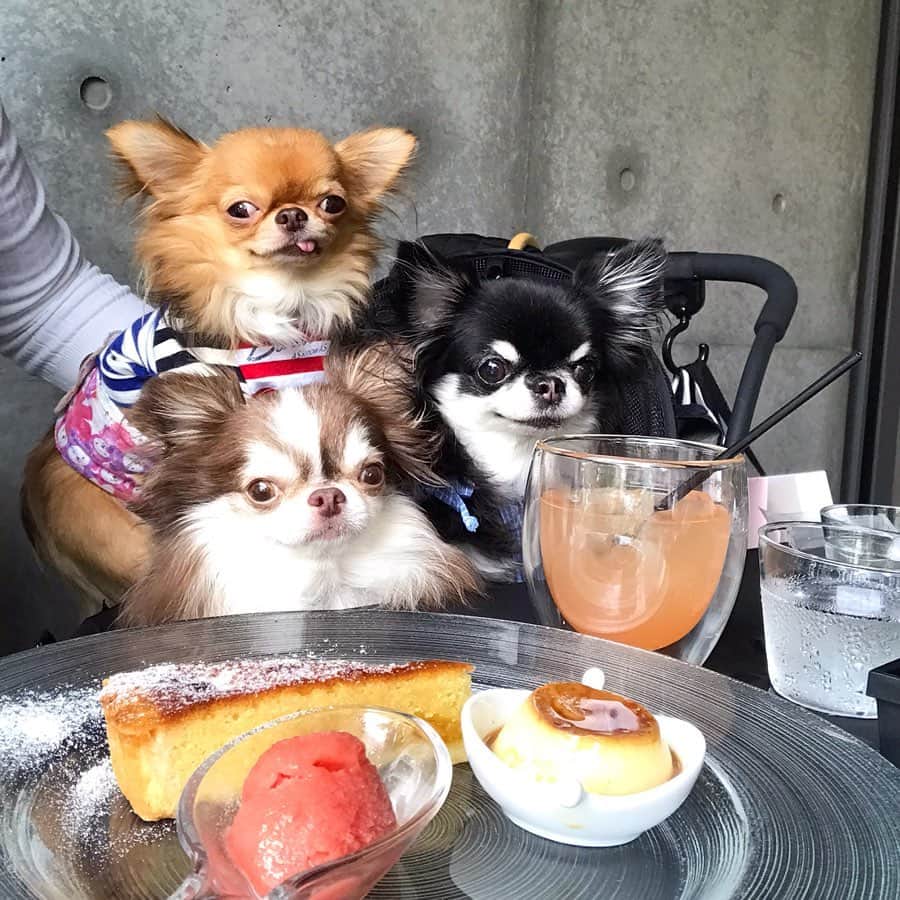 kayoのインスタグラム：「* * タイ料理から Door to doorのカフェで デザートプレート😋💗 * * スイカのソルベが美味しかった😍🍉✨✨ * * Lychee💗kulio💗Melon * * #chihuahua#chihuahualove#dogstgram#dog#instadog#チワワ#チワワ大好き * *」