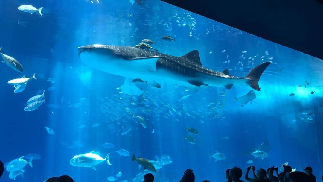 氷浦紫さんのインスタグラム写真 - (氷浦紫Instagram)「#旅行記録 #美ら海水族館 #家族旅行 #ジンベイザメ」8月24日 9時31分 - yukalihiula