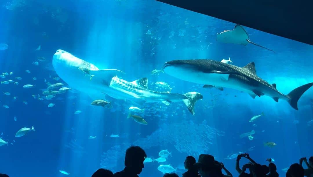 氷浦紫さんのインスタグラム写真 - (氷浦紫Instagram)「#旅行記録 #美ら海水族館 #家族旅行 #ジンベイザメ」8月24日 9時31分 - yukalihiula