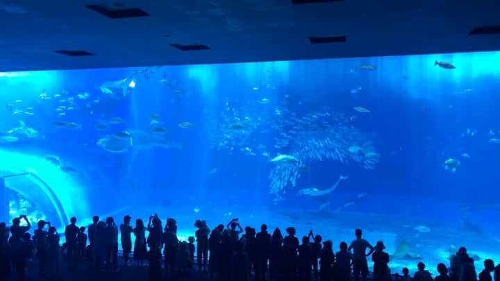 のインスタグラム：「#旅行記録 #美ら海水族館 #家族旅行 #ジンベイザメ」