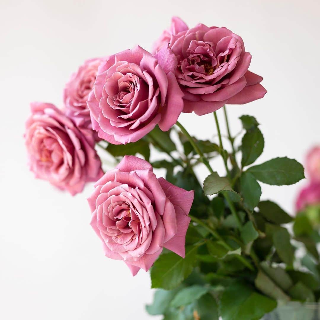土屋鞄さんのインスタグラム写真 - (土屋鞄Instagram)「華やかな香り漂う、ある日のスタジオ。バラって、品と可愛らしさが同居した不思議な魅力があるように思います。 ・ #バラ #花のある暮らし #土屋鞄 #土屋鞄製造所 #TsuchiyaKaban #Rose #Flower」8月24日 9時34分 - tsuchiya_kaban