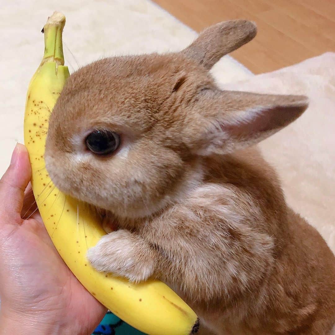ラン?さんのインスタグラム写真 - (ラン?Instagram)「バナナうまーい🍌💕 ☆ バナナ大好き怪獣です😆ガゥガゥ♡ 普段のおやつはりんごorキャベツ！ たまにバナナあげるんだけど、このバナナ食べる時のもぐもぐ感たまらないよね( ^-^ ) もっと欲しいって、がっついてくるけど、先っちょだけ！食べすぎは良くないからね！ ☆ バナナむく前から、「あぁ♡愛しのバナナちゃん(っ^ω^c)」って顔して抱きついてる(笑) ☆ #うさぎ #ネザーランドドワーフ #rabbit #bunny #bunnystagram  #rabbitstagram  #cute  #かわいい #ふわもこ部  #もふもふ  #zip写真部  #アニマル写真部 #instagramjapan #netherlanddwarf #うさぎと暮らす  #うさぎのいる暮らし #癒し #kawaii #ランちゃん 2019.08.24」8月24日 9時54分 - mofumofuusako