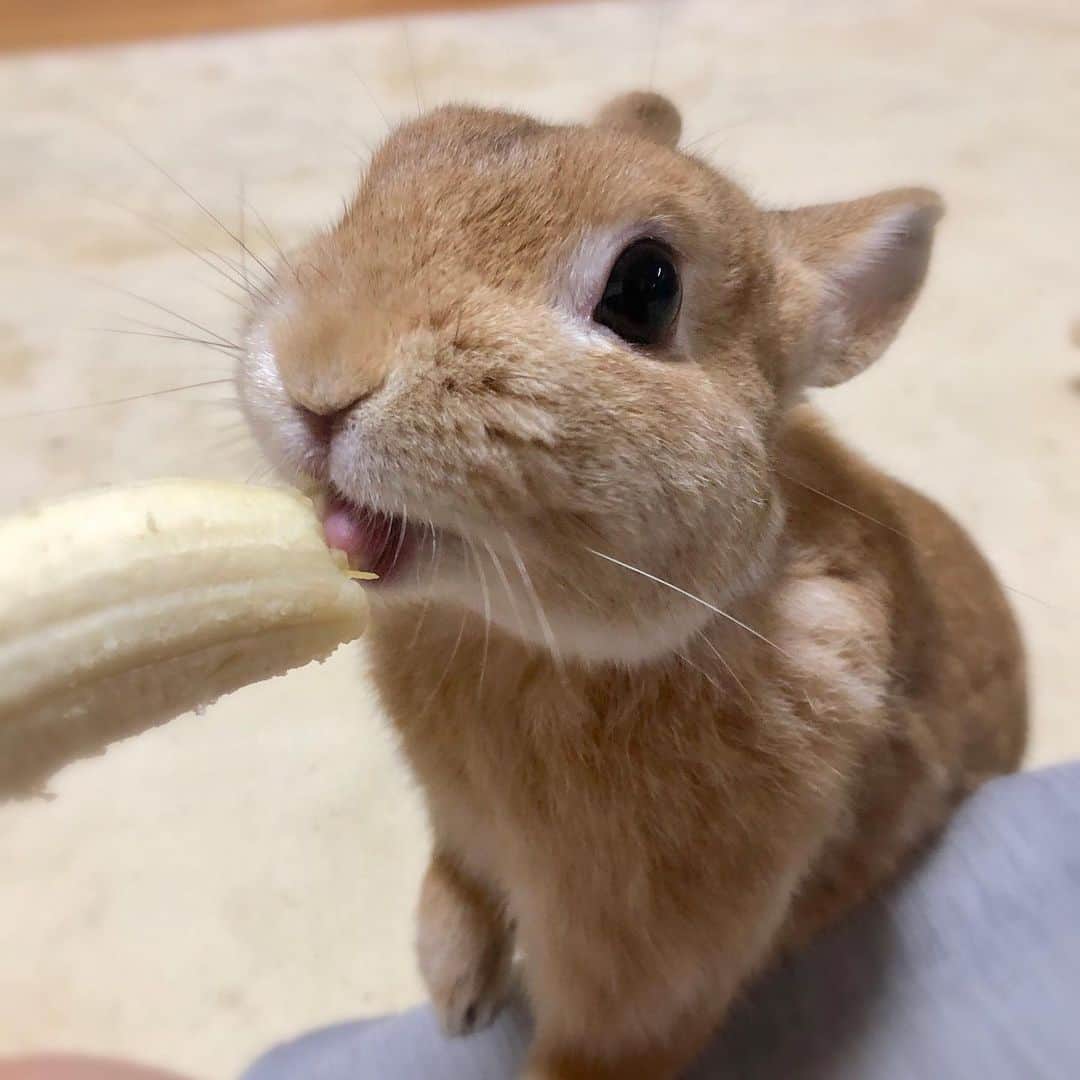 ラン?さんのインスタグラム写真 - (ラン?Instagram)「バナナうまーい🍌💕 ☆ バナナ大好き怪獣です😆ガゥガゥ♡ 普段のおやつはりんごorキャベツ！ たまにバナナあげるんだけど、このバナナ食べる時のもぐもぐ感たまらないよね( ^-^ ) もっと欲しいって、がっついてくるけど、先っちょだけ！食べすぎは良くないからね！ ☆ バナナむく前から、「あぁ♡愛しのバナナちゃん(っ^ω^c)」って顔して抱きついてる(笑) ☆ #うさぎ #ネザーランドドワーフ #rabbit #bunny #bunnystagram  #rabbitstagram  #cute  #かわいい #ふわもこ部  #もふもふ  #zip写真部  #アニマル写真部 #instagramjapan #netherlanddwarf #うさぎと暮らす  #うさぎのいる暮らし #癒し #kawaii #ランちゃん 2019.08.24」8月24日 9時54分 - mofumofuusako