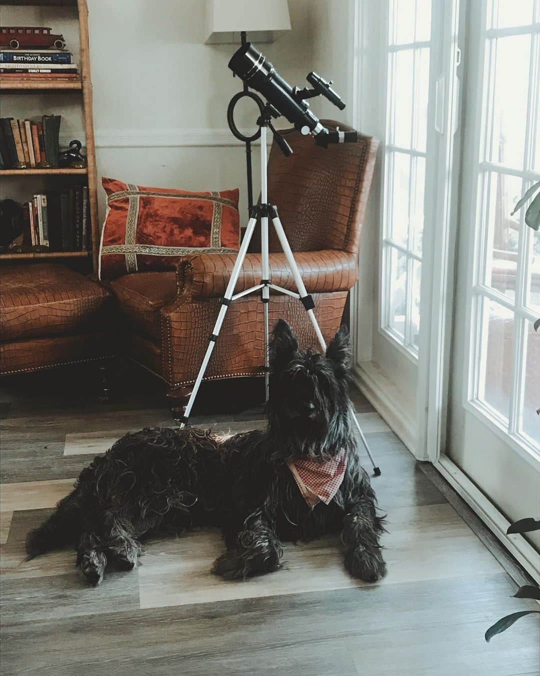 カイル・ガルナーのインスタグラム：「Look at this majestic bastard.... look at him! King muppet werewolf Indiana. #dog #dogs #dogsofinstagram #pup #muppet #majestic #handsome #werewolf」