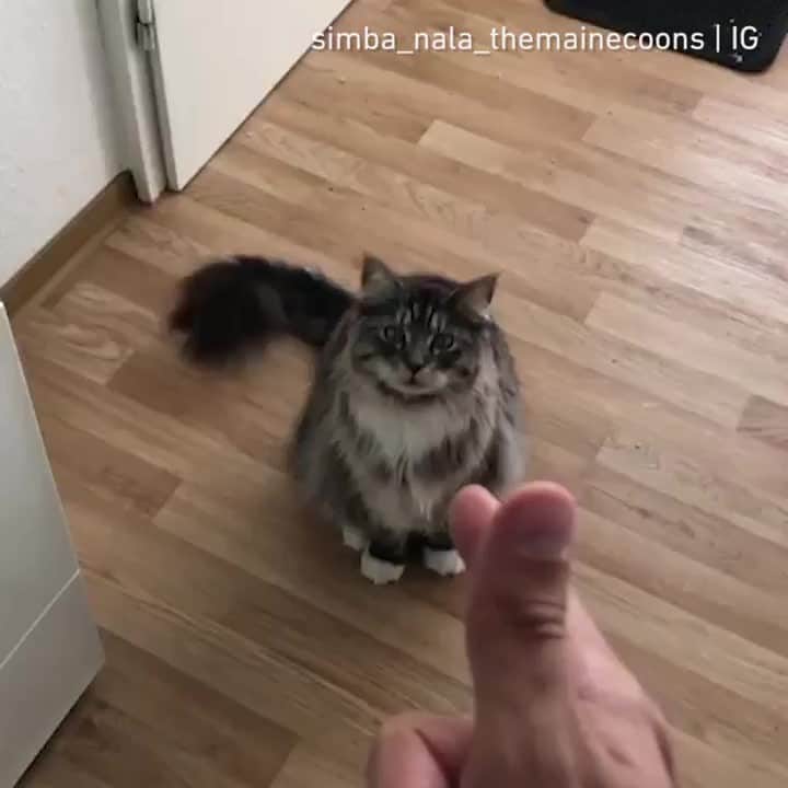 Aww Clubのインスタグラム