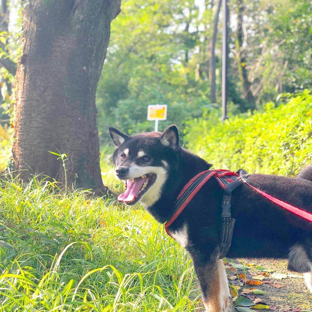 小川博永さんのインスタグラム写真 - (小川博永Instagram)「久々に朝からちゃんと晴れた気がする。  #今朝まる #ししまる #dog #dogs #柴犬 #黒柴」8月24日 10時00分 - ogawahironaga