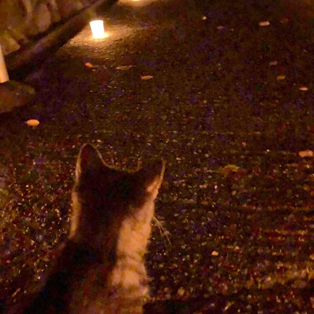 雨月衣さんのインスタグラム写真 - (雨月衣Instagram)「一路堂を出て長い石段を暗いろうそくの中歩くと可愛い猫が🐈人懐こいのでなでなでおさわり。」8月24日 21時17分 - ugetsukoromo