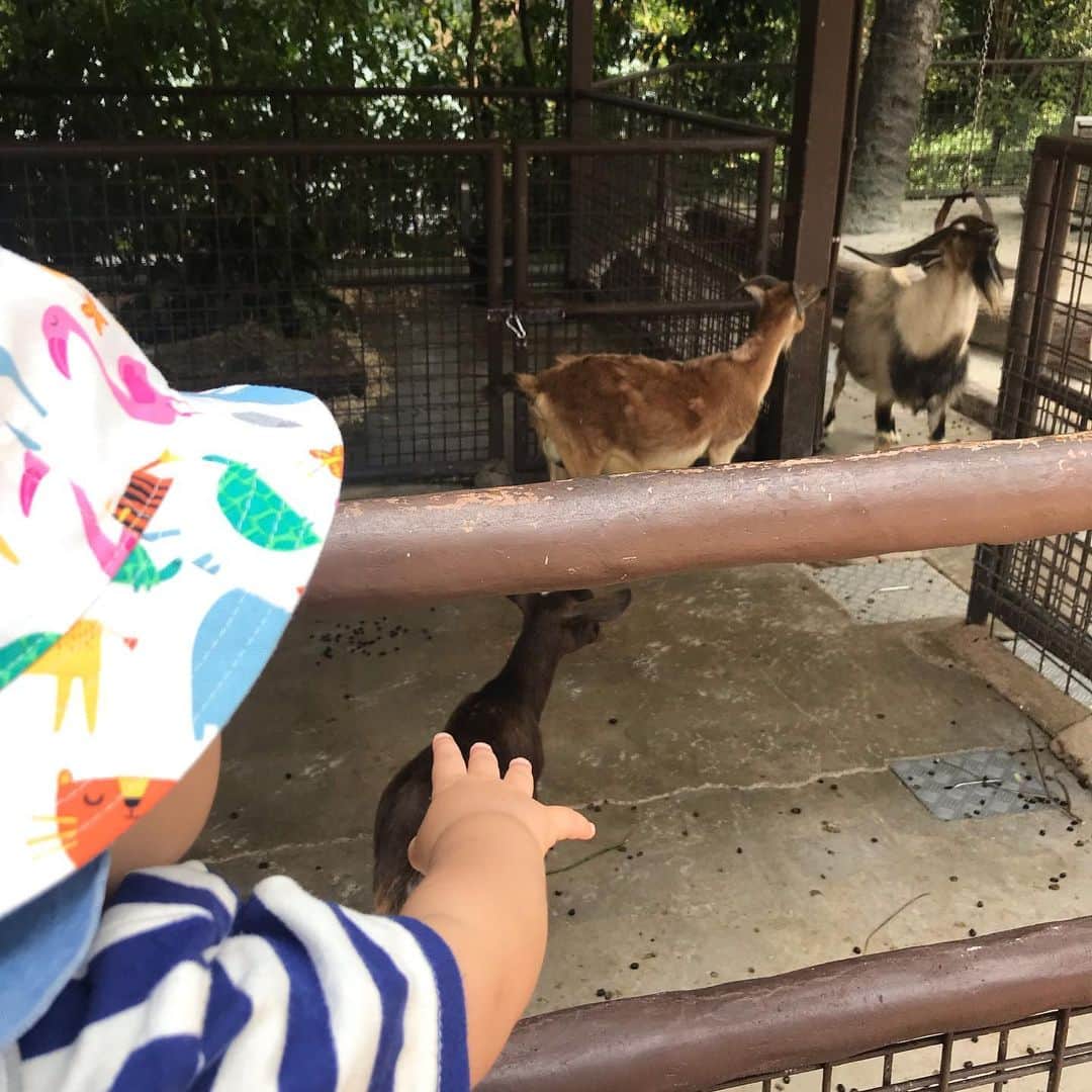 大西蘭さんのインスタグラム写真 - (大西蘭Instagram)「・ こぐまちゃん、初のSingapore zoo🐻 ・ 最近特に動物に興味を持っていて、猫や犬、鳥を見て、足をバタバタさせて喜んでいるので、動物園に連れて行ってみました🐻 ・ 1時間くらいお昼寝してたけど、起きている間はずっとキョロキョロ、動物を見つけては楽しそうにしていました😊 ・ 私は、マメジカ、コツメカワウソ、ミーアキャットが見られて満足💕 ・ 暑さ対策はしていったけど、やはり暑くて疲れちゃう（大人の方が疲れるかも😅）ので、短時間でちょくちょく来ようと思います✨ ・ 4パークの年パスを買ったので、いつでも気軽に来ることができます🙌 ・ ・ #singaporezoo #こぐまちゃん  #singaporelife  #thisissingapore #lepetitsocietymodelsearch  #シンガポール暮らし #シンガポール生活 #シンガポール子育て #シンガポール動物園 #シンガポール観光 #pognae #ポグネー @pognae_jp」8月24日 21時21分 - onishiran