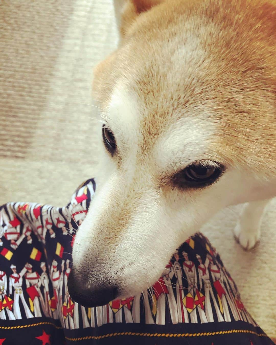 千秋さんのインスタグラム写真 - (千秋Instagram)「うちの犬と古着。  #柴犬 #しばいぬ #shibainu #mydog #🐕 #🐶 #セーラー #古着 #古着スカート」8月24日 20時12分 - chiaki77777