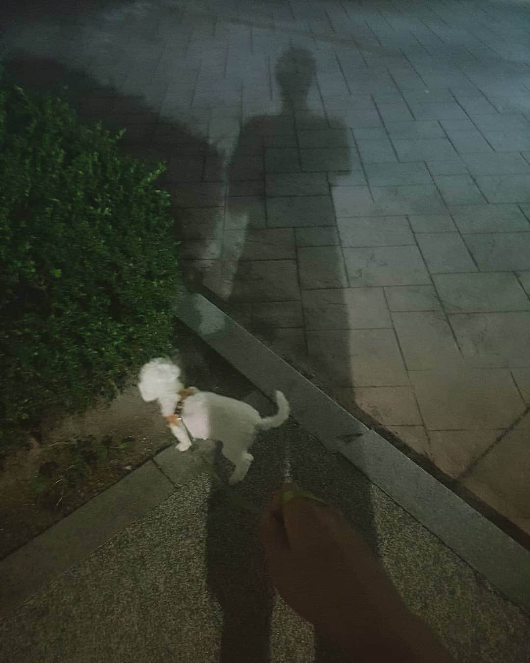 ソン・セヒョンのインスタグラム：「#천국이 #산책🐾 #킁킁킁🐶」