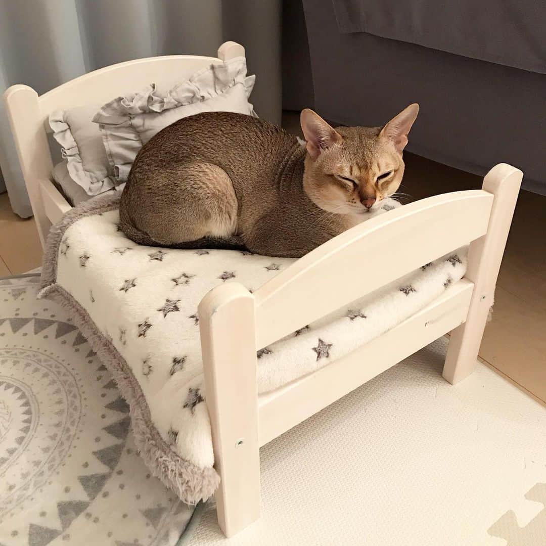 モルト♡Malt(Singapuracat)のインスタグラム：「スヤァ… ママのお風呂と家事が終わるまで待つよฅ( ᵕ ω ᵕ )ฅ🛏 * モルちゃん用のベッドに掛けてる毛布、一度仕舞ったけどクーラーが寒そうだからまた出した😹🎐」