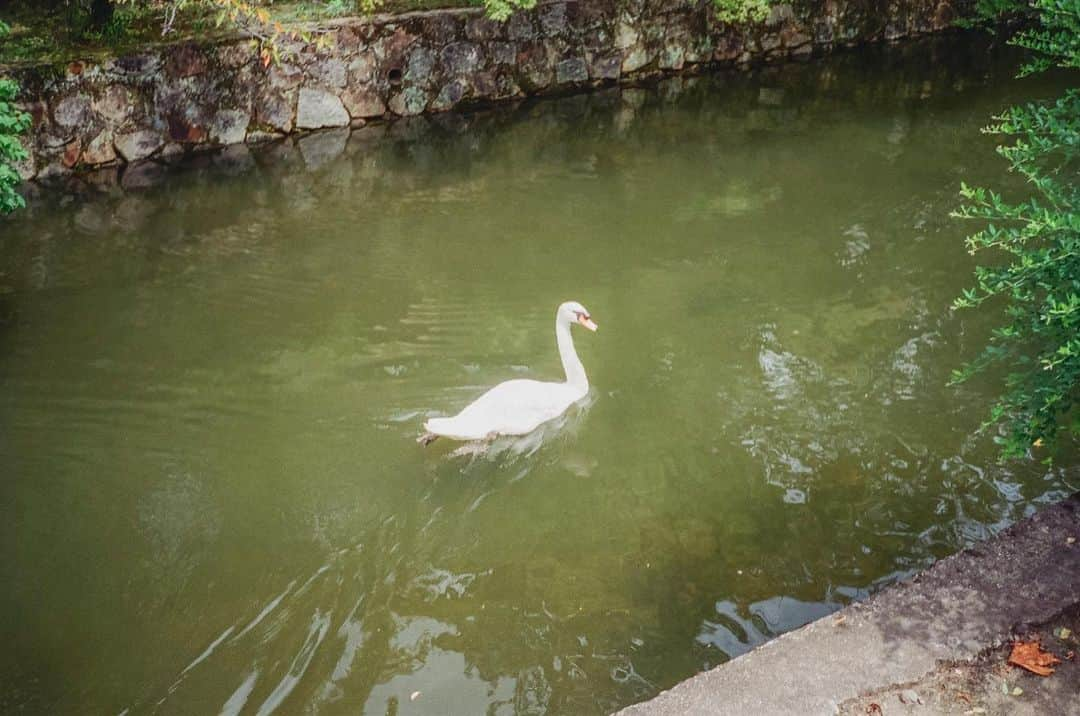 今城純さんのインスタグラム写真 - (今城純Instagram)「倉敷ロケにて！！﻿ 天気にも恵まれて楽しいロケでした！！﻿ ﻿ #junimajo#junimajo2#今城純#forward##weakpointは少食です#filmphoto#fuji400#canonautoboy2#konicaefj#canonaf35ml#倉敷﻿ ﻿」8月24日 21時01分 - junimajo