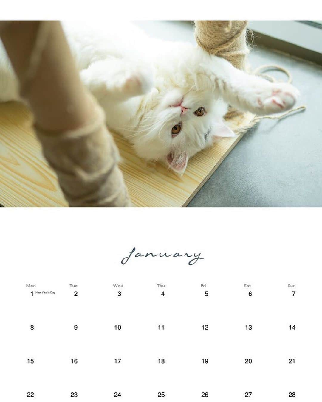 YingTzeさんのインスタグラム写真 - (YingTzeInstagram)「Cat Family Calendar 2020 🐈❤️ Coming soon , available first at Animangaki 2019 ~ if you want to support my cat family and give EarlGrey a job . 😂 📸 @17.ambition  #blessed #catsofinstagram #catsmalaysia #babyg2610 #kittenears #kemonomimi」8月24日 21時03分 - yingtze