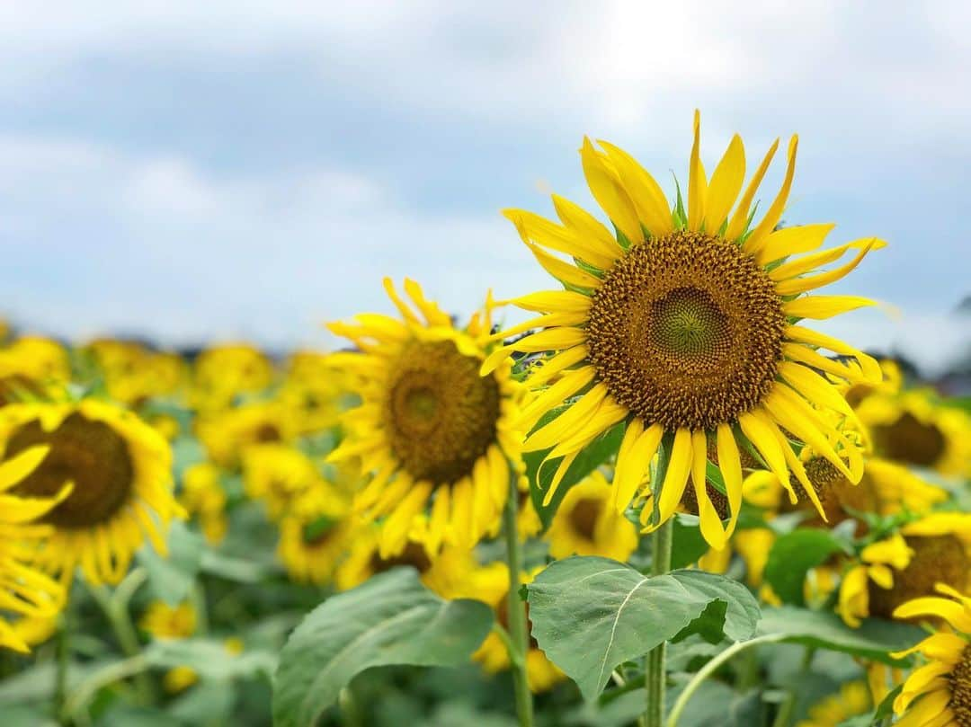 小倉星羅さんのインスタグラム写真 - (小倉星羅Instagram)「夏の終わり🌻 ことしも行けたひまわり畑🐝 . #ひまわり🌻 #ひまわり畑  #清瀬ひまわりフェスティバル」8月24日 12時51分 - seira_ogura