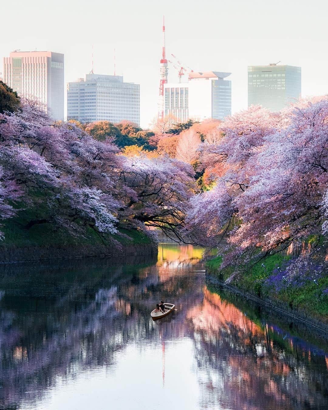 Canon Asiaのインスタグラム：「“On this day, I took the earliest train to Chidorigafuchi but still missed the sunrise. I was a little bummed but once I arrived, I saw how the harsh light was actually a benefit. It made the cherry blossoms sparkle while also creating a dramatic reflection. What an unexpected moment!” . Harsh light may not be the enemy 💀 of all photographers if you learn to embrace it at times! When shooting under direct sunlight 🌤️, try exposing for highlights instead as the shadow details are more easily retained ✨ . 📷 Image by @eiki_akiyama shot using the Canon EOS 5D Mark IV | Canon EF 70-200mmf/4L IS USM | f/8 | 1/125s | ISO 100 | 116mm  Want your photos to be featured too? Tag them with #canonasia or submit them on My Canon Story, link in bio!  #canonasia #photography #chidorigafuchi #japan #japanphotography #japan_daytime_view #japan_of_insta_ #discoverjapan #japangram #japan_photo #sakura #flowerstagram」
