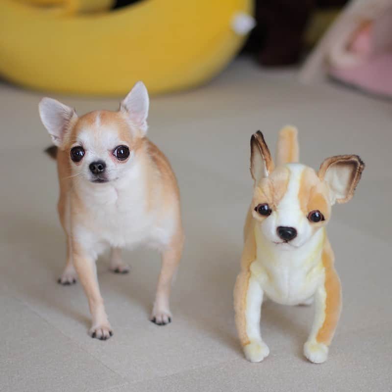 まち(Machi)のインスタグラム：「. 🐶😜🐶 This is the gift for my nephew😝 . プレゼント用に購入したチワワのぬいぐるみ おもに良く似てます😂🐶 HANSAから出てます😆✨ . #chihuahua #chihuahuas #dog #instadog  #weeklyfluff #doglover #chihuahualove #ふわもこ部 #choco #azuki #omochi #チワワ #ちわわ #犬 #スムチー #ロンチー #ちわすたぐらむ #いぬすたぐらむ #ちわわ部  #hansa #ハンサ」