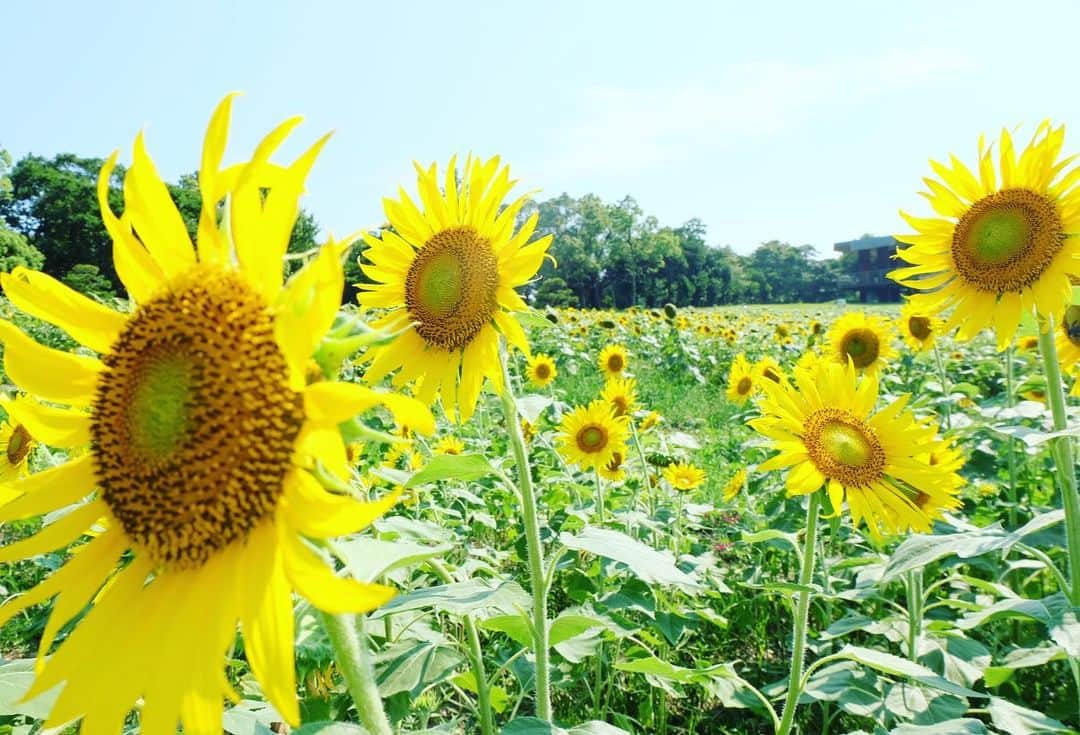 森夏美さんのインスタグラム写真 - (森夏美Instagram)「#ひまわり畑  鮮やかな黄色に 元気をもらいました☺️」8月24日 13時45分 - mori_natsumi0722