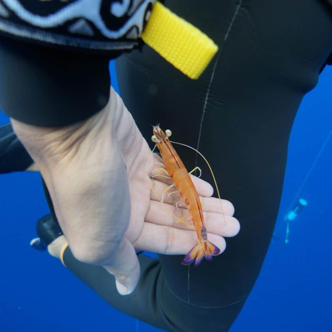 福田朋夏さんのインスタグラム写真 - (福田朋夏Instagram)「ヒカル @hkr_1225_freediving に懐くフレンドリーな海老🦐✨ こんなに深い所まで泳いできたのか、流されちゃったのか、休む場所を探してたのかな？ 可愛かった😍💕 #freediving #deeptraining #okinawa #ocean #oceanlife @alchemy_hellas」8月24日 14時36分 - tomoka_fukuda