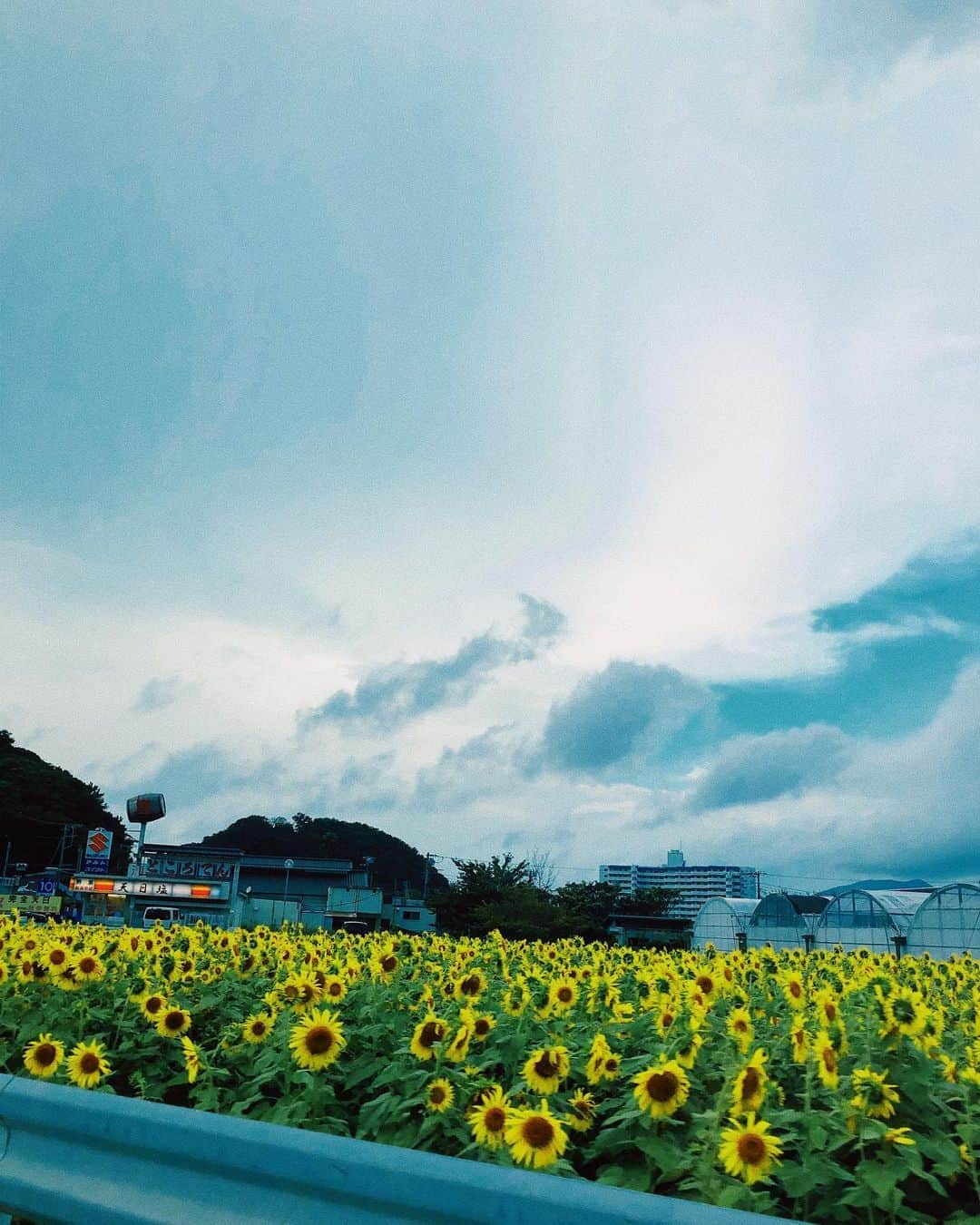 須田アンナさんのインスタグラム写真 - (須田アンナInstagram)「. summer vibes💙💦🦋🌻 海と空の近くは、 時間がゆっくり流れているように 感じれて大好き！ film現像するの楽しみ。:-)」8月24日 21時28分 - annastagram.official