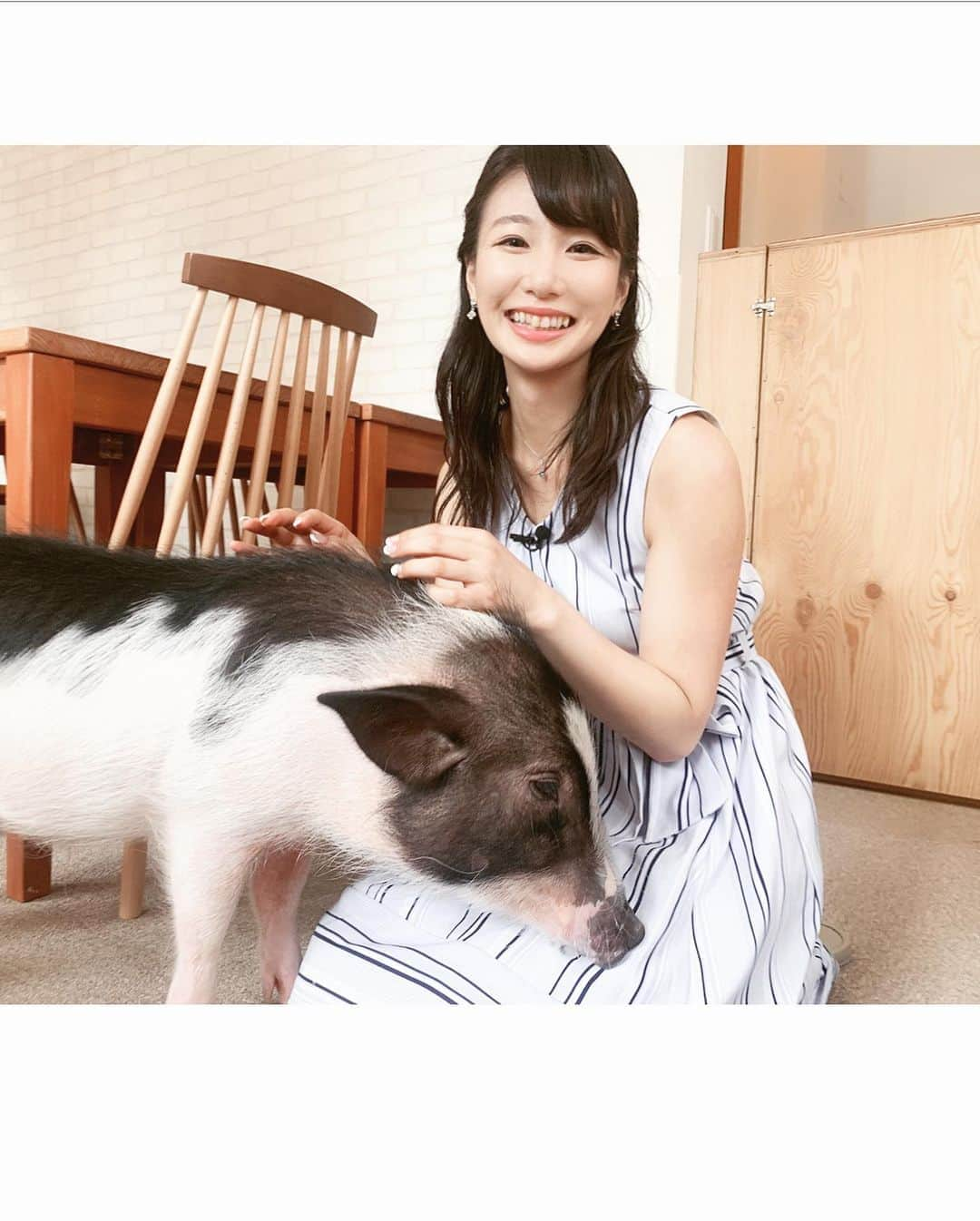 島津久美子さんのインスタグラム写真 - (島津久美子Instagram)「マイクロブタちゃんの魅力を今日と明日📺CSのTBS NEWSでお伝えしています🐷✨ * 何回見ても出てくる言葉はひとつだけ…可愛いー😍💕* 次から次へとブタちゃん自ら膝に乗ってきてくれたり、近づいてきてくれて… 本当に可愛くてどうしようもなかったので、写真も多めです😂 * ブタちゃんはもちろん、一匹でも幸せなペットや動物が増えたら嬉しいです。そんな取り組みもご覧ください✨ * あーまた今すぐにブタちゃんたちに会いたくなってきたー😍🐷😍🐷💕 * #マイクロブタ #マイクロブタカフェ #ぶた #ピッグ #取材 #ロケ #本日放送 #マイピッグカフェ #ブタちゃん #かわいかった #動物好き女子 #おすすめスポット #アナウンサー #リポーター #わたしのひとりごと #tbs #tbsnews #cs #mypigcafe #pig #newscaster」8月24日 21時31分 - kumiko_shimazu